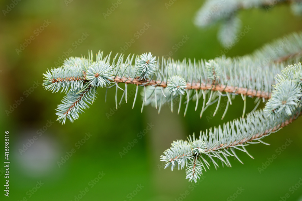 Close up of many green leaves of Abies alba coniferous tree known as European silver fir, in a sunny summer garden, beautiful outdoor monochrome background. Close up of many green leaves of Abies alba coniferous tree known as European silver fir, in a sunny summer garden, beautiful outdoor monochrome background.