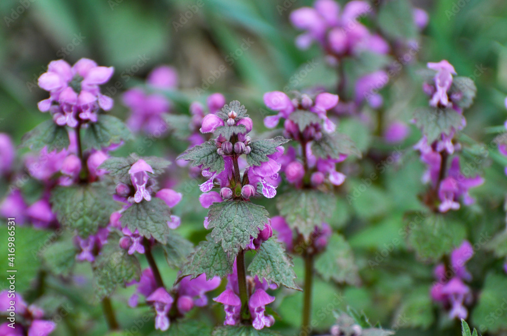 It blooms in nature deaf nettle purple (Lamium purpureum)