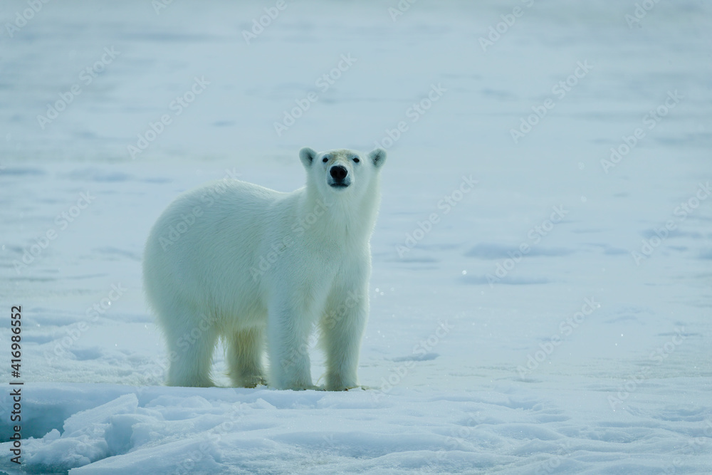 Fototapeta premium Polar bears in the arctic, Svalbard. 