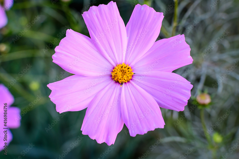 Obraz premium One delicate vivid pink flower of Cosmos plant in a British cottage style garden in a sunny summer day, beautiful outdoor floral background photographed with soft focus.