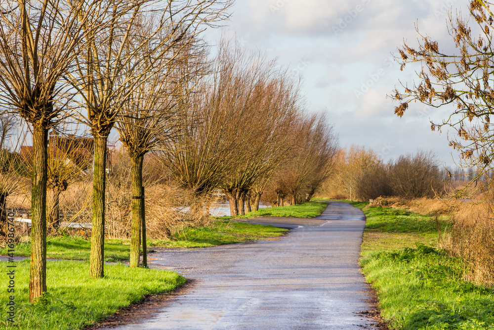 Landscape with a lane surrounded by willows in in Reeuwijk Holland Landscape with a lane surrounded by willows in in Reeuwijk Holland