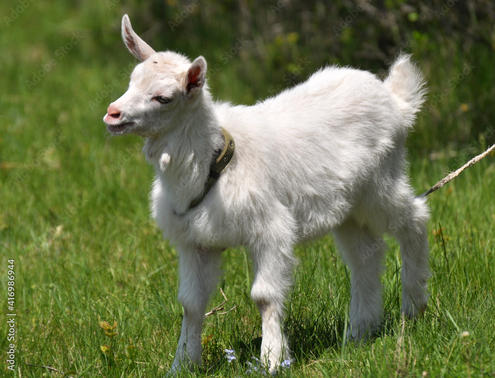 Domestic goat in the village yard Domestic goat in the village yard