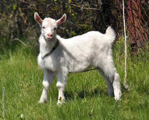 Domestic goat in the village yard