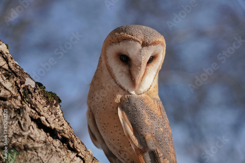 schleiereule  tyto alba  sitzt auf einer birke und blickt auf den boden  hintergrund blauer himmel