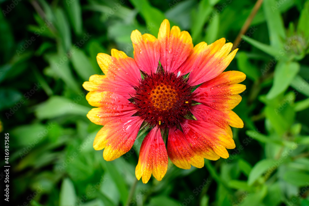 One vivid yellow and red Gaillardia flower, common known as blanket flower, and blurred green leaves in soft focus, in a garden in a sunny summer day, beautiful outdoor floral background. One vivid yellow and red Gaillardia flower, common known as blanket flower, and blurred green leaves in soft focus, in a garden in a sunny summer day, beautiful outdoor floral background.