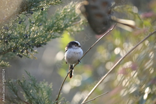 white breasted nuthatch