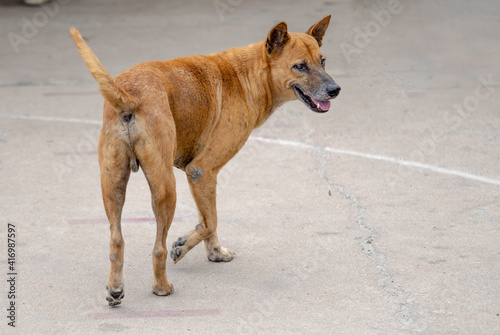 Isolated brown color street dog © asawinimages