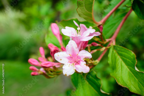 Fototapeta Naklejka Na Ścianę i Meble -  Many light pink flowers of Weigela florida plant with flowers in full bloom in a garden in a sunny spring day, beautiful outdoor floral background photographed with soft focus.