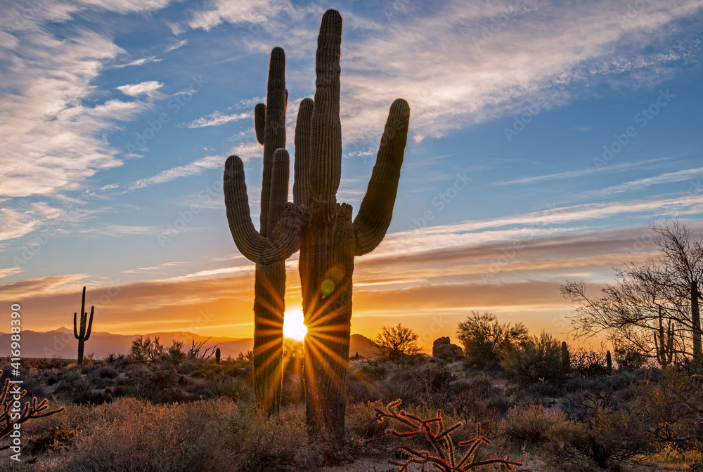 Sunburst Bewtween 2 Cactus At Sunrise In AZ Sunburst Bewtween 2 Cactus At Sunrise In AZ
