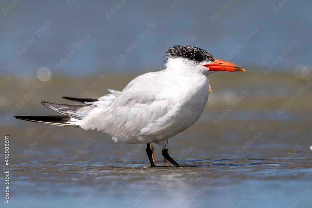 Obraz premium Caspian Tern - Hydroprogne caspia