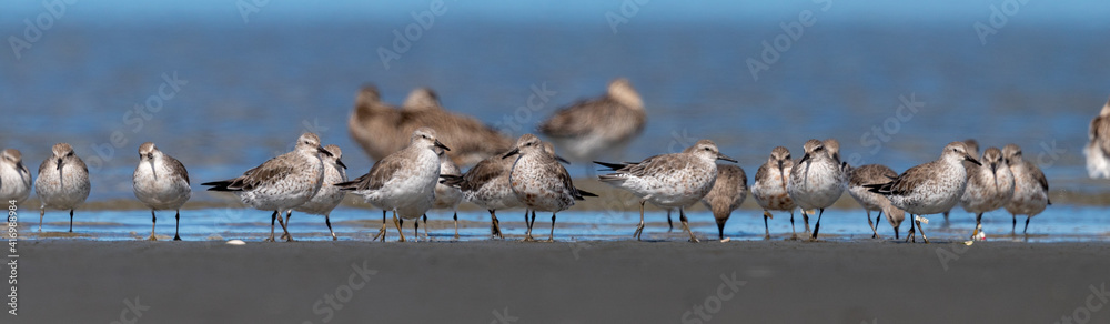 Lesser or Red Knot - Calidris canutus Lesser or Red Knot - Calidris canutus