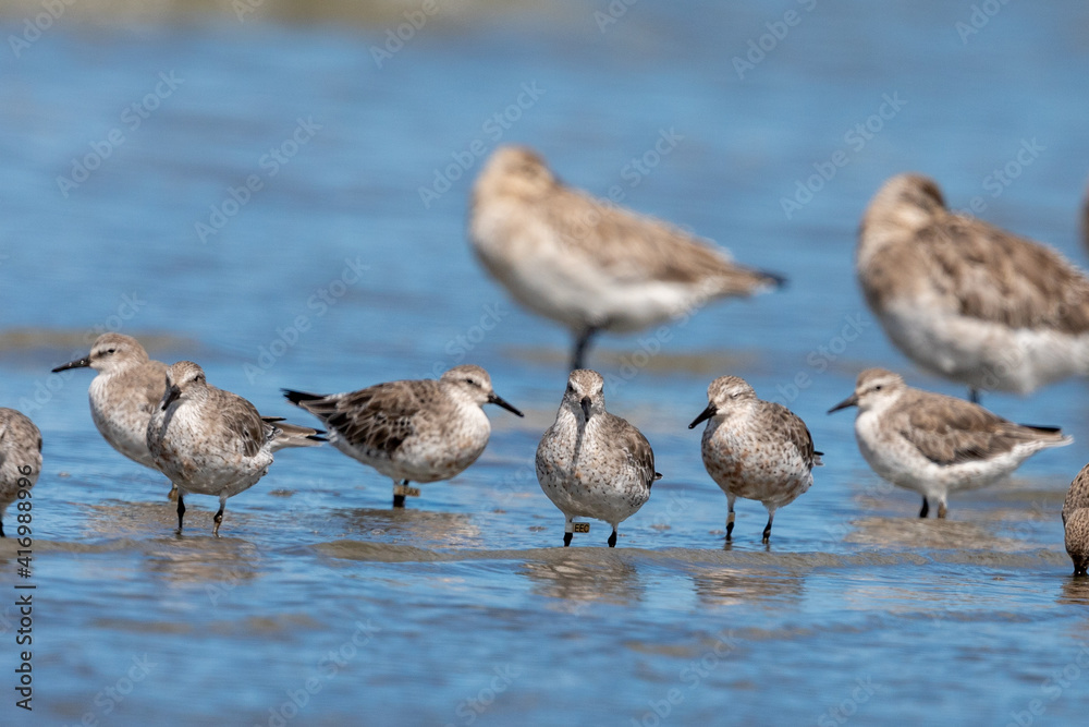 Lesser or Red Knot - Calidris canutus Lesser or Red Knot - Calidris canutus