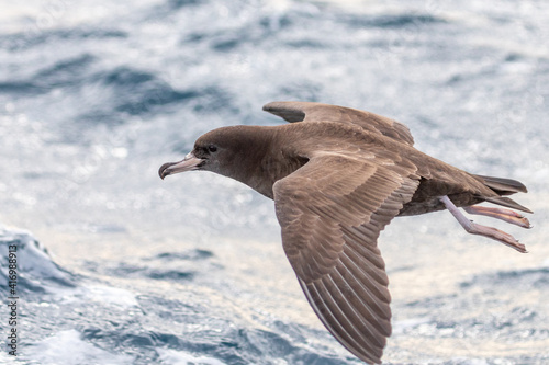 Flesh-footed shearwater - Puffinus carneipes