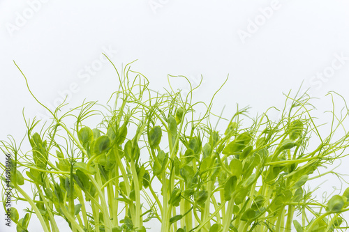Microgreens harvesting background. Microgreen peas in tray for healthy eating. Fresh pea sprouts isolated on white