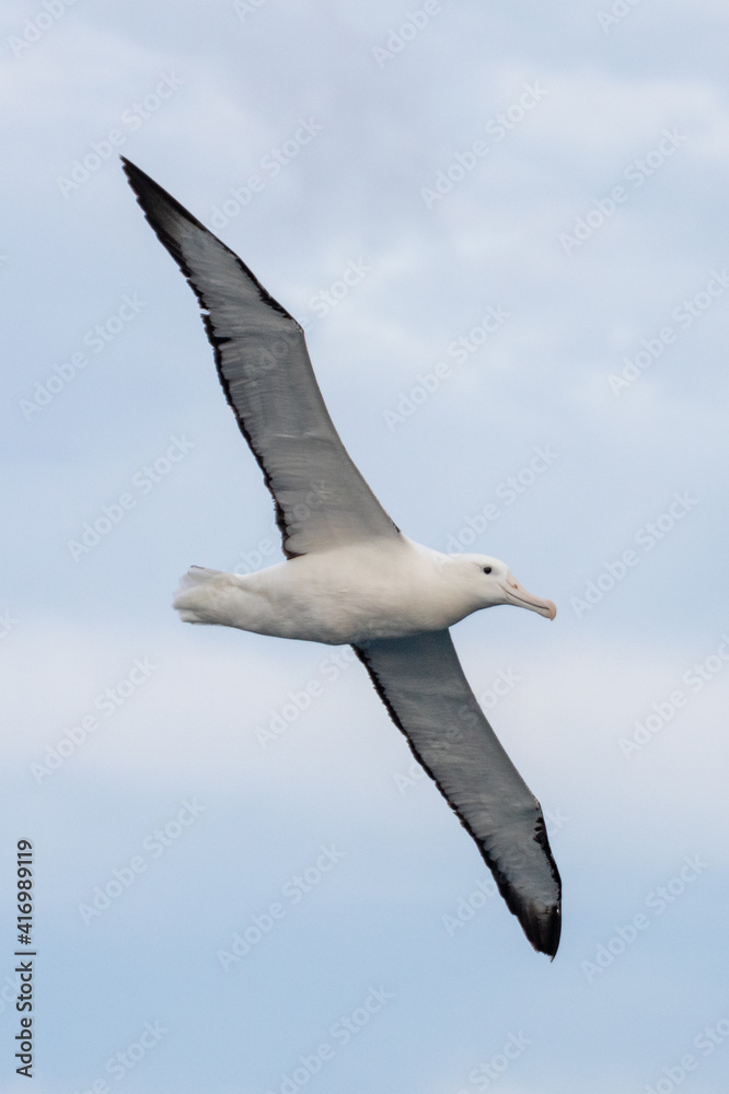 Obraz premium Northern Royal Albatross in New Zealand