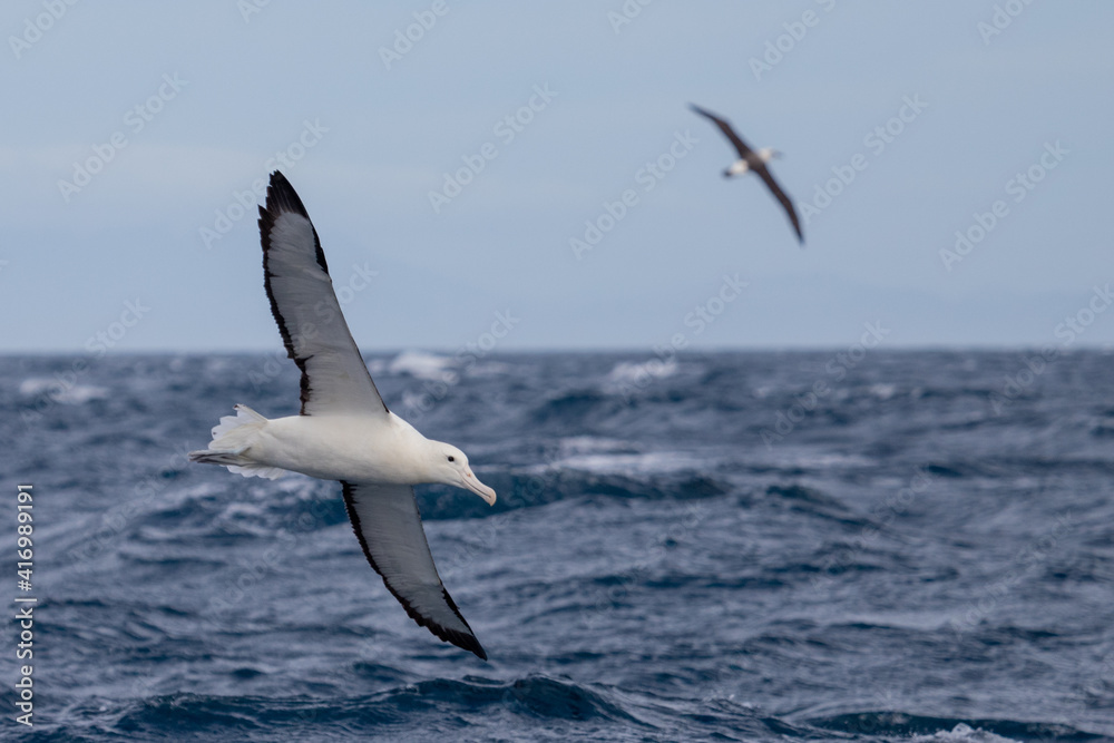 Northern Royal Albatross in New Zealand Northern Royal Albatross in New Zealand