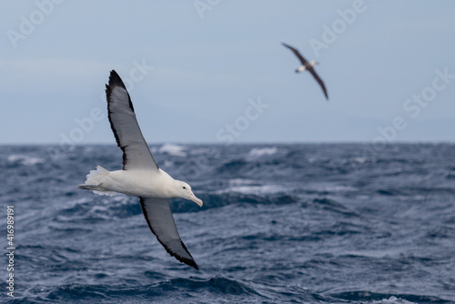 Northern Royal Albatross in New Zealand
