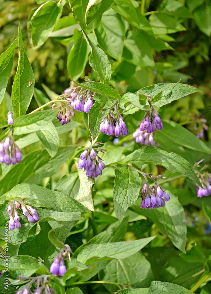 Flowering of the drug trench (Symphytum officinale L.) Flowering of the drug trench (Symphytum officinale L.)