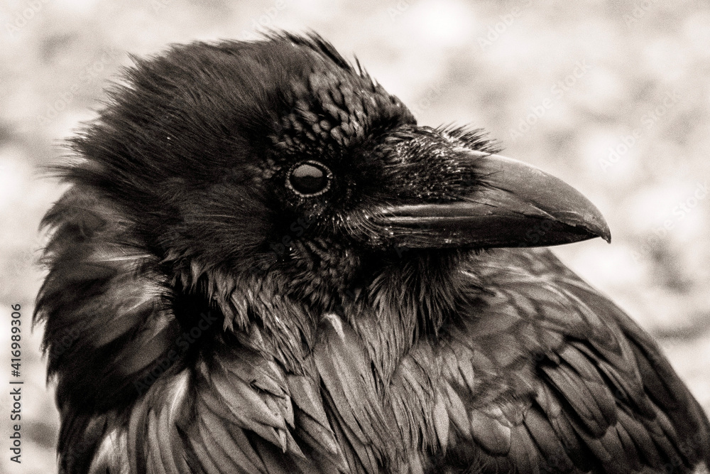 Fototapeta premium raven in the snow