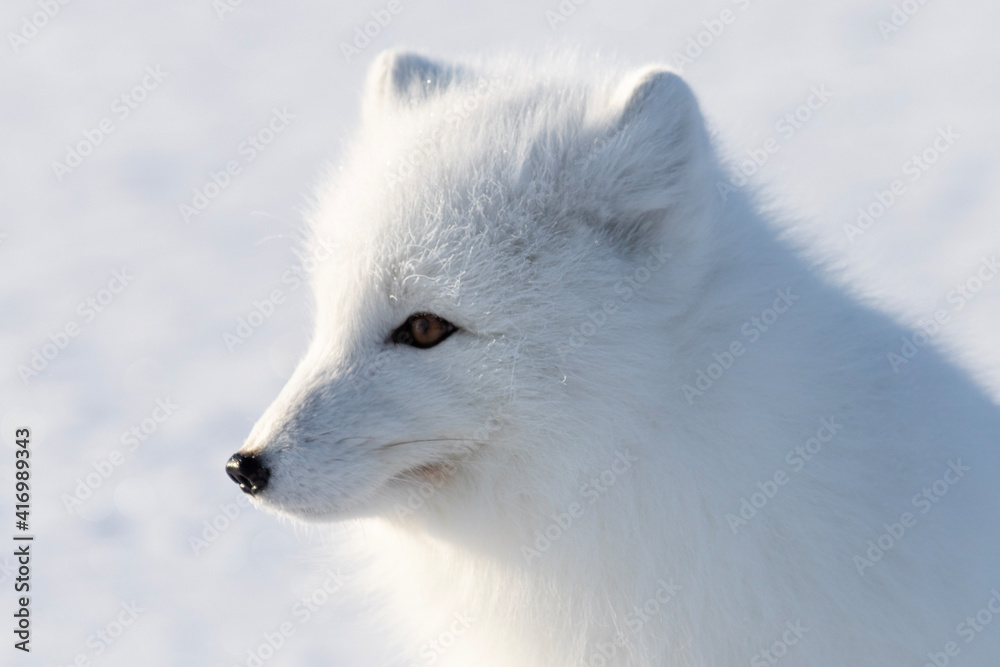 region fox in the snow