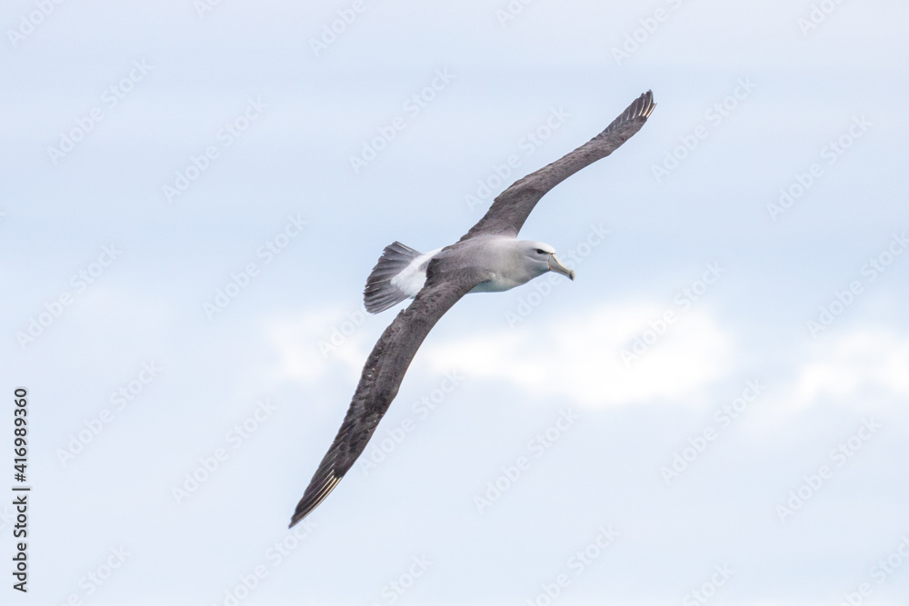 Salvin's Mollymawk Albatross in New Zealand Salvin's Mollymawk Albatross in New Zealand