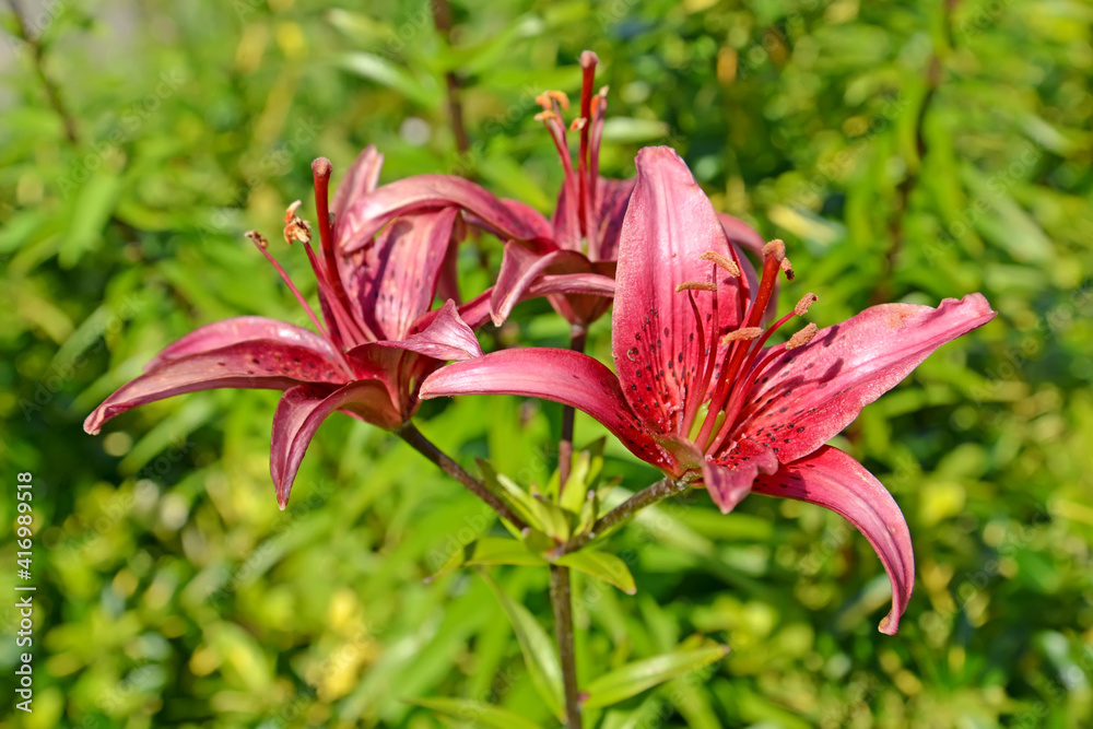 Purple lily flowers (Lilium asiatic) Purple lily flowers (Lilium asiatic)