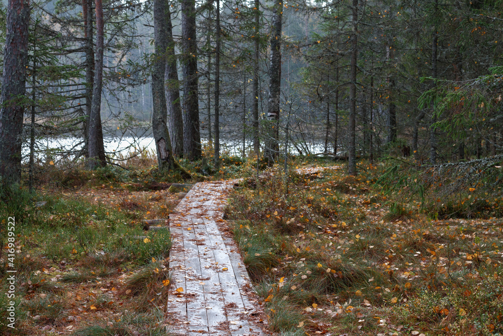 a long narrow wooden walking path through forest covered with yellow, brown leaves near lake in a national park Valday, fir tree trunks autumn view, cloudy dull autumn day, place to relax, recreation a long narrow wooden walking path through forest covered with yellow, brown leaves near lake in a national park Valday, fir tree trunks autumn view, cloudy dull autumn day, place to relax, recreation