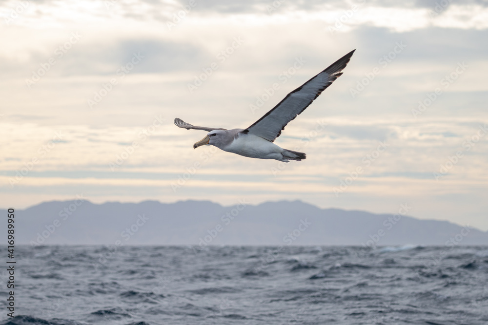 Fototapeta premium Salvin's Mollymawk Albatross in New Zealand