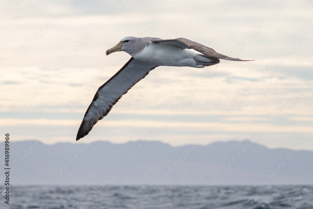 Salvin's Mollymawk Albatross in New Zealand Salvin's Mollymawk Albatross in New Zealand
