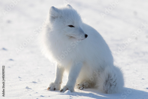 region fox in the snow © James