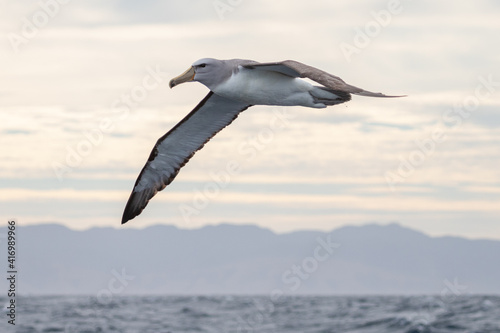 Salvin's Mollymawk Albatross in New Zealand
