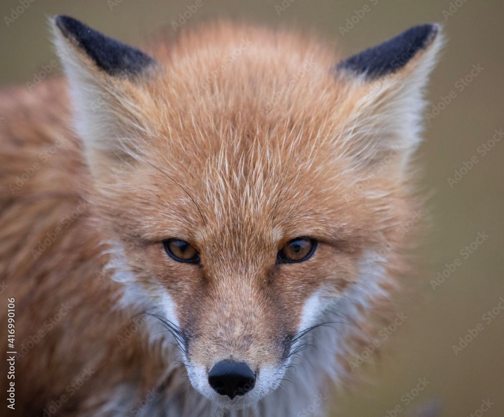 Fototapeta premium red fox portrait