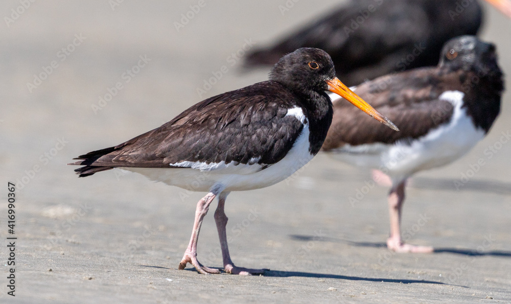South Island Pied Oystercatcher in New Zealand South Island Pied Oystercatcher in New Zealand
