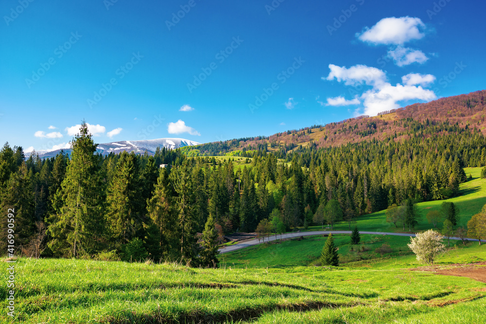 countryside landscape in the morning. beautiful mountain landscape in springtime. sunny weather with fluffy clouds. snow on the summit in the distance