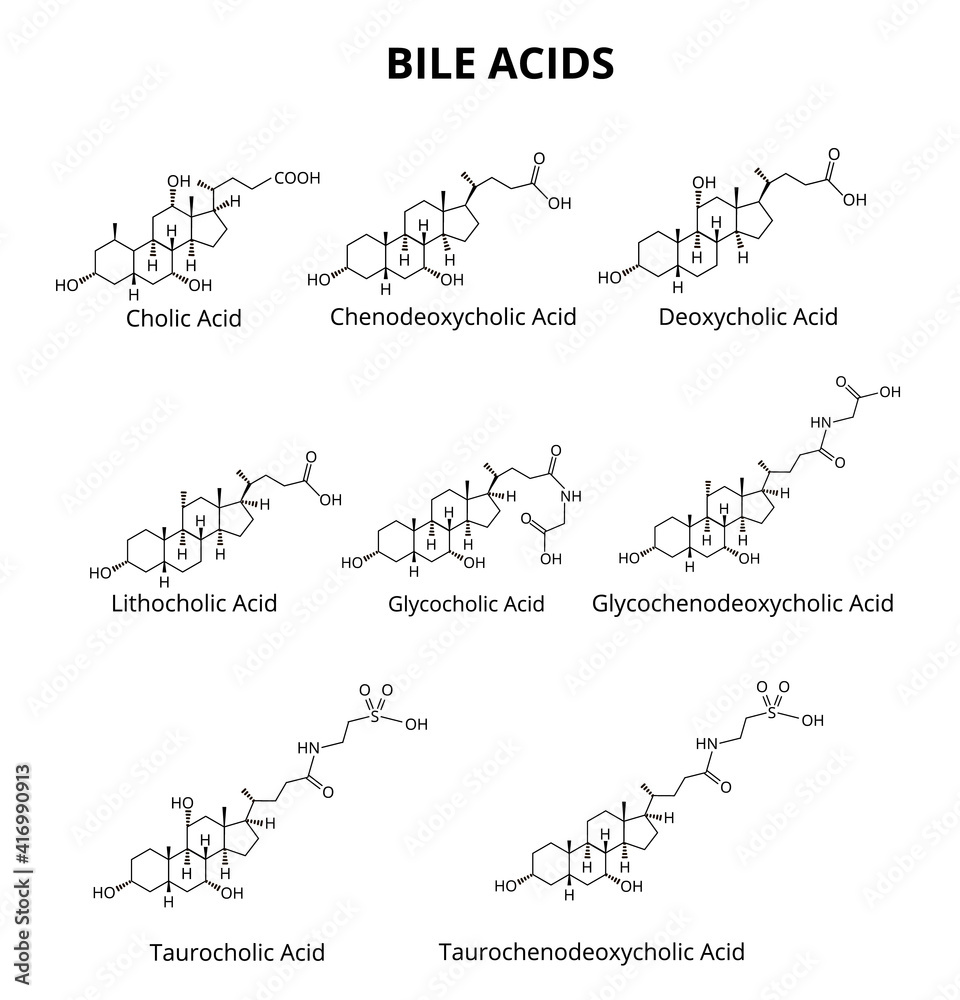 Bile acids set. Chemical molecular formula of bile acids. Vector illustration on isolated background Bile acids set. Chemical molecular formula of bile acids. Vector illustration on isolated background