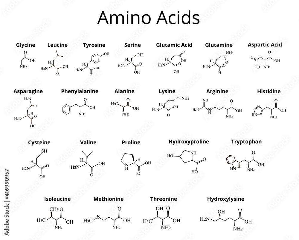 Amino acids. Chemical molecular formula of amino acids. Vector illustration on isolated background