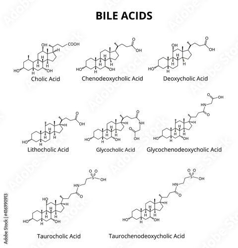 Bile acids set. Chemical molecular formula of bile acids. Vector illustration on isolated background photo