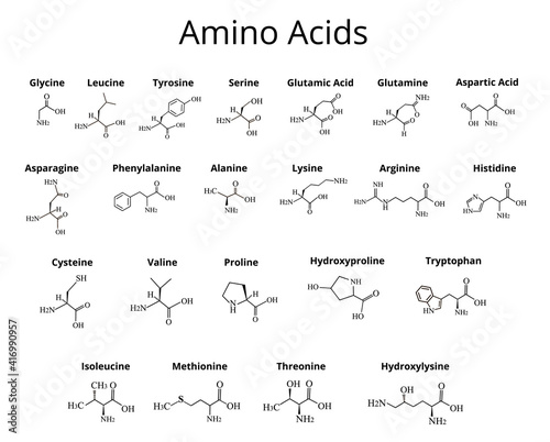 Amino acids. Chemical molecular formula of amino acids. Vector illustration on isolated background photo