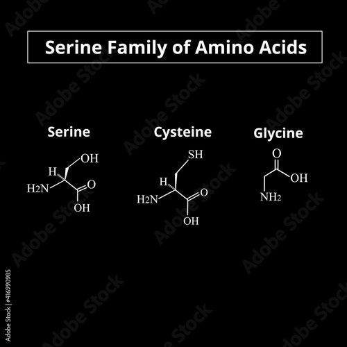 Serine family of amino acids. Chemical molecular formulas of the amino acids serine, cysteine, glycine. Vector illustration on isolated background