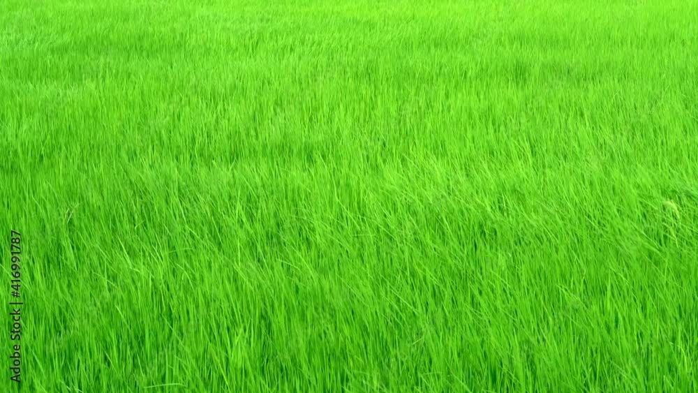 Dancing Rice Field in Windy Day Wide Shot Dancing Rice Field in Windy Day Wide Shot