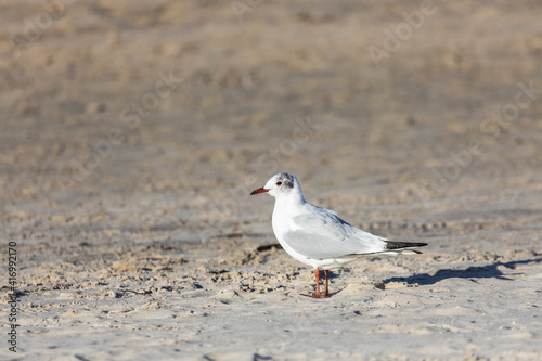Seagull on the background of white sand