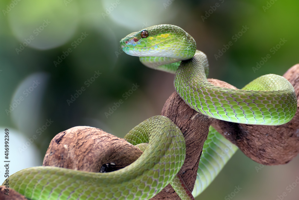 Obraz premium White-lipped island pit viper ( Trimesurus insularis ) on the tree branch