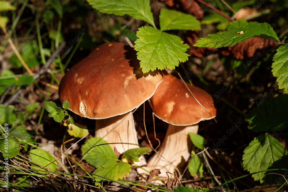 Pair of fresh edible mushrooms Young porcini mushrooms in the woods. Pair of fresh edible mushrooms Young porcini mushrooms in the woods.