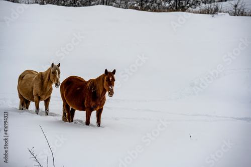 wild horses graze against the backdrop of the mountains of ancient ruined towers and the fallen snow 