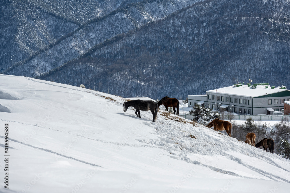 wild horses graze against the backdrop of the mountains of ancient ruined towers and the fallen snow wild horses graze against the backdrop of the mountains of ancient ruined towers and the fallen snow