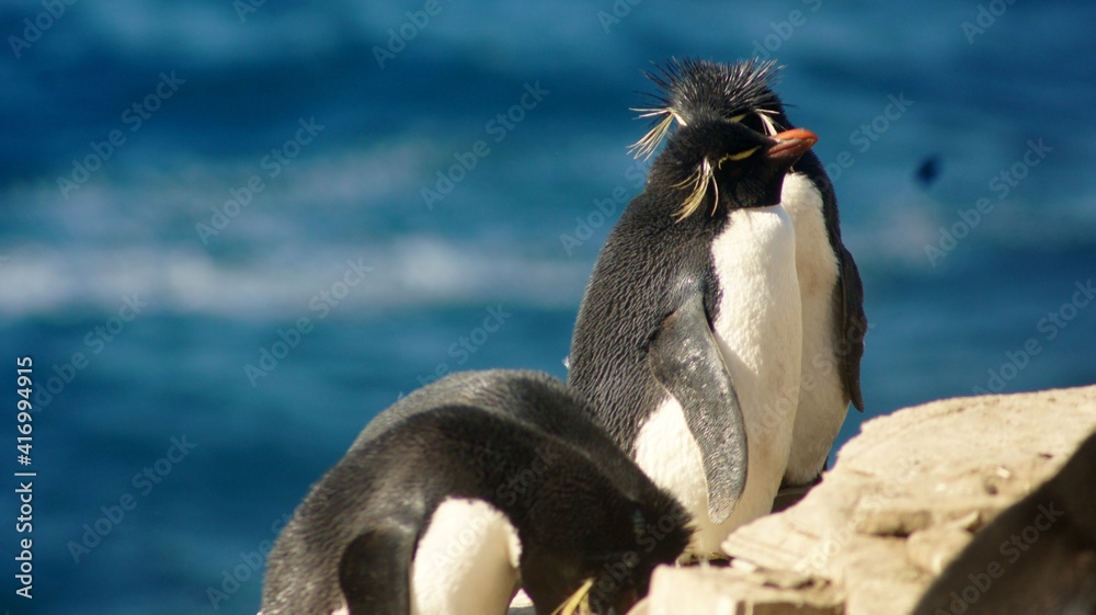 Naklejka premium SONY DSC