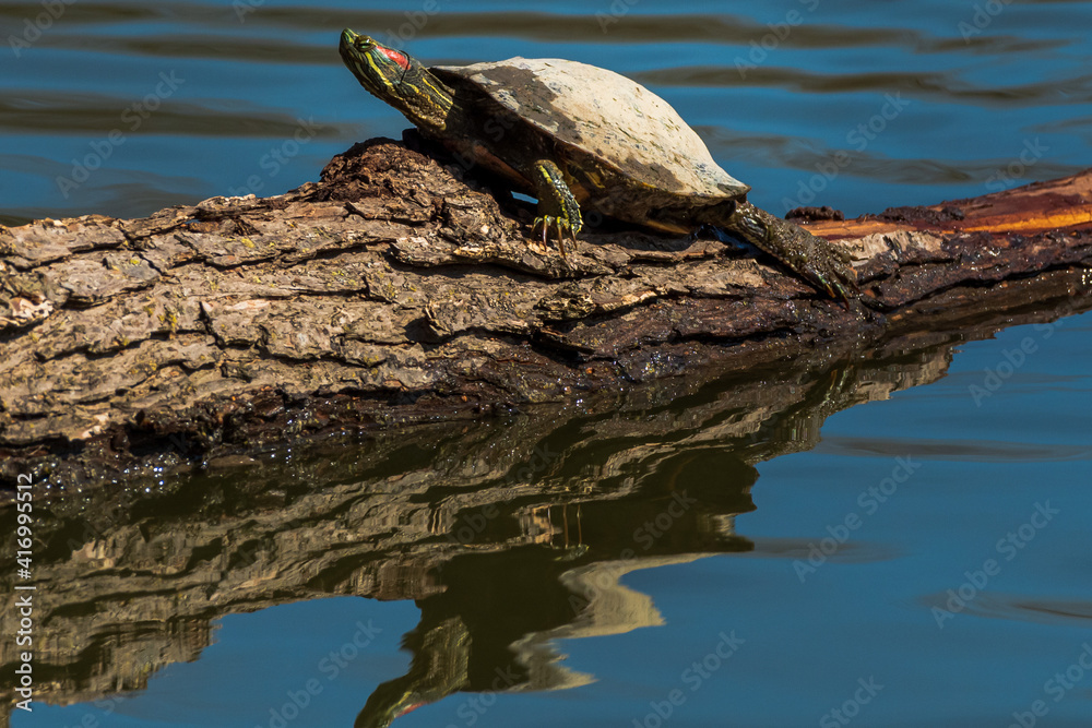 Obraz premium turtle on a rock
