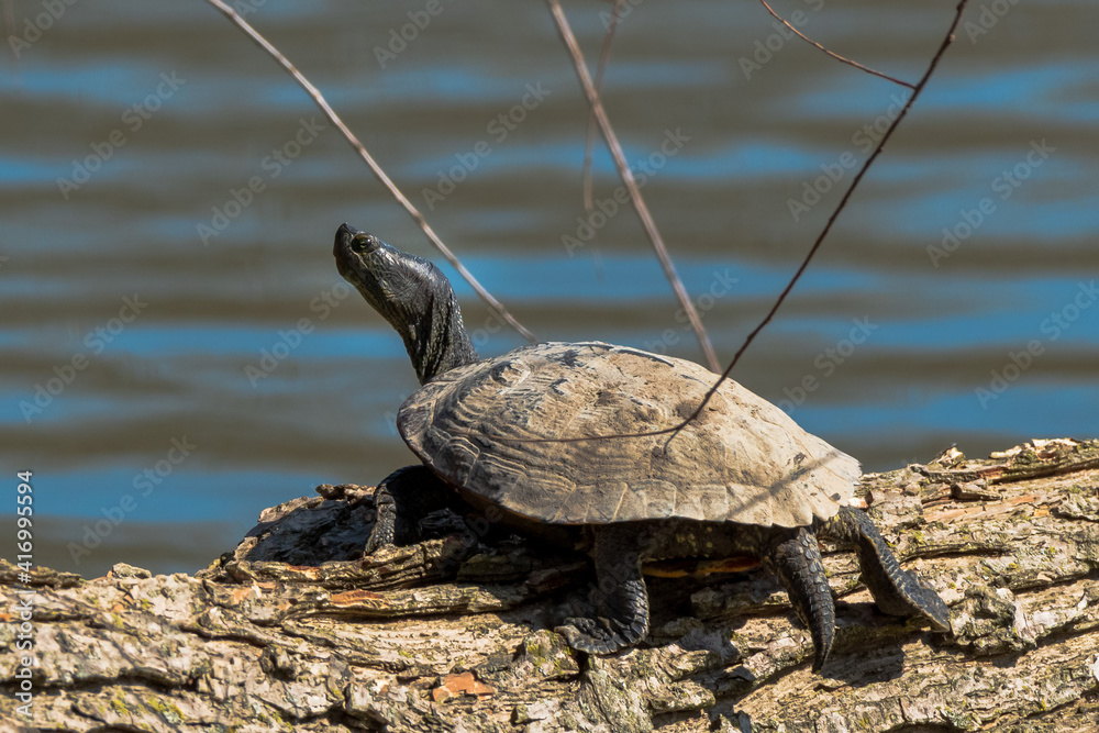 Fototapeta premium turtle on a log