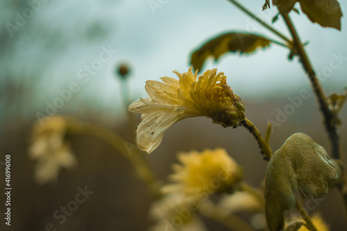 yellow flower with water drops