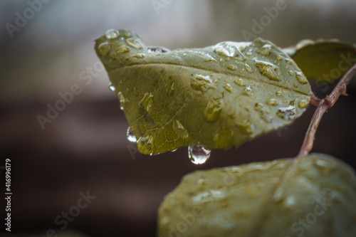 leaf on the rocks
